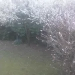Giardino *